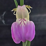 Justicia divaricata